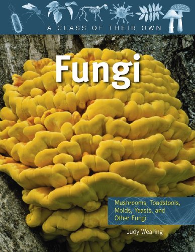 海外製絵本 知育 英語 Fungi: Mushrooms, Toadstools, Molds, Yeasts, and Other Fungi (Class of Their Own