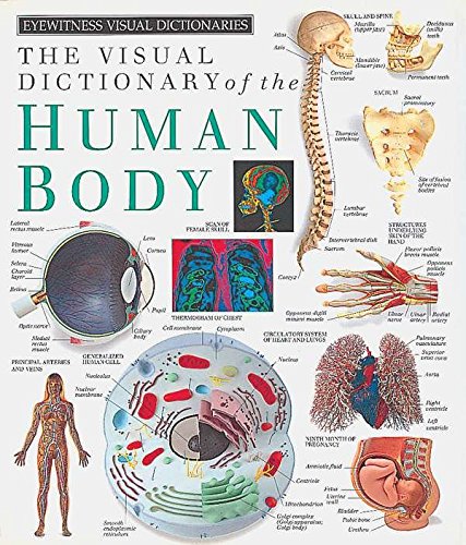 海外製絵本 知育 英語 Eyewitness Visual Dictionaries: The Visual Dictionary of the Human Body (DK Eyew