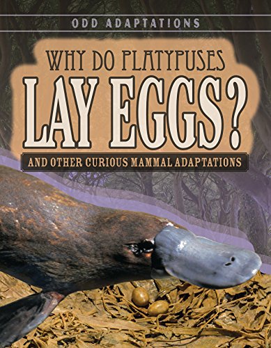 海外製絵本 知育 英語 Why Do Platypuses Lay Eggs?: And Other Curious Mammal Adaptations (Odd Adaptatio