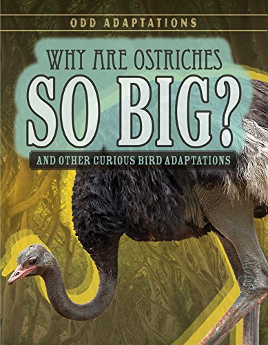 海外製絵本 知育 英語 Why Are Ostriches So Big?: And Other Curious Bird Adaptations (Odd Adaptations)