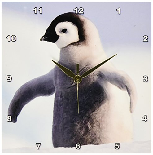 壁掛け時計 インテリア 海外モデル 3dRose Birds - Baby Penguin - 10x10 Wall Clock (dpp_4181_1)