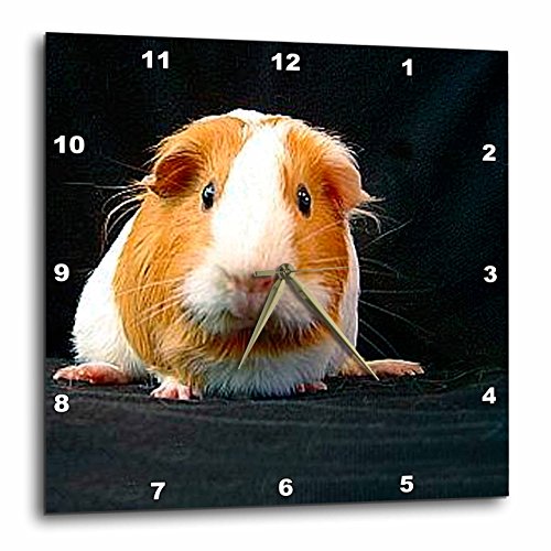 壁掛け時計 インテリア 海外モデル 3dRose DPP_1062_1 Guinea Pig Wall Clock, 10 by 10-Inch