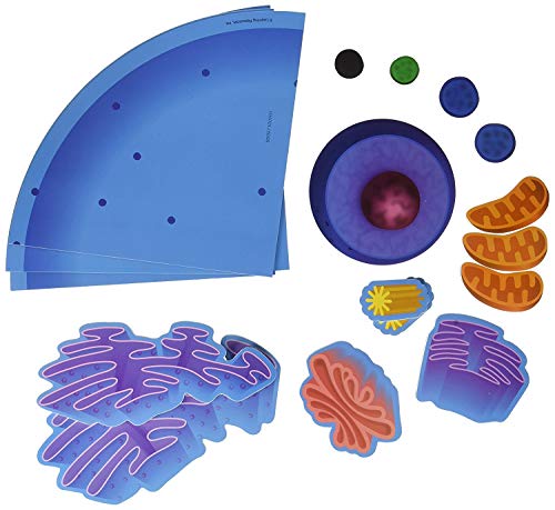 知育玩具 パズル ブロック Learning Resources Giant Magnetic Animal Cell, Classroom Supplies, 4 Piece