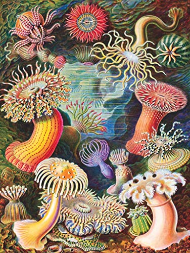 ジグソーパズル 海外製 アメリカ New York Puzzle Company - Vintage Images Sea Anemones - 1000 Piec
