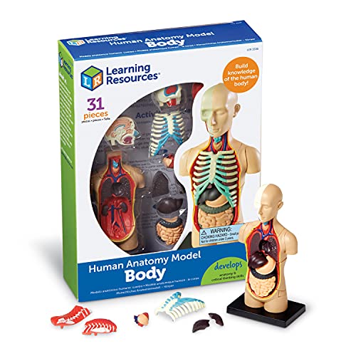 知育玩具 ラーニングリソース 人体模型 人体解剖モデルボディ LER3336 全長11.4cm 31ピース 組み立て